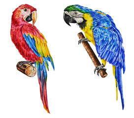 Red and blue macaw parrots. Watercolor illustration. Tropical exotic bird on a white background. Hand drawn. Closeup. Template.
