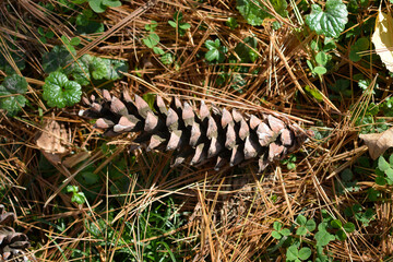 Eastern white pine cone