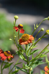 Sneezeweed Red Glory