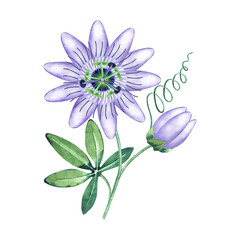 Watercolor aromatic passiflora. Passion flower isolated on white. Hand drawn illustration of purple blossom. Botanical element for packaging, logo, label design.