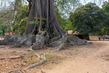 Raiz del arbol ceiba, muy común en la región de Casamance, en el sur del Senegal