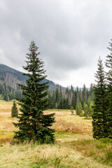 Pine trees and spruces on Waksmundzka Glade (Waksmundzka Polana) in Tatra Mountains, Poland. Foggy weather with mountain tops in the clouds. © Cleop6atra