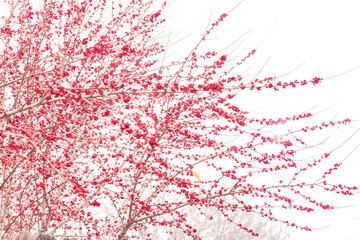 Dense of Texas winterberry (Ilex Decidua) red fruits on tree branches isolated on white snow