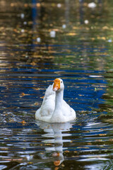 white swan on the lake