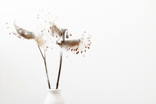 Dry grass flowers milkweed seed pod bursting open with seeds for interior decoration on white background. Milkweed Seeds and Pods.