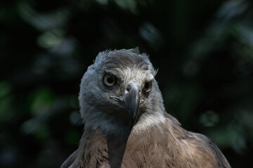 close up of grey headed fish eagle