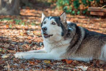 Perro de raza husky en el parque en otoño