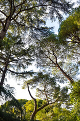 Autumn in Retiro Park of Madrid