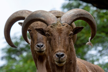 close up of two goat
