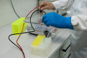 electrophoresis chamber