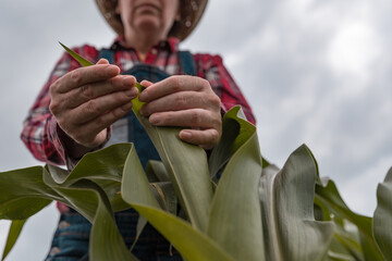 Female farm worker agronomist examining green corn crops