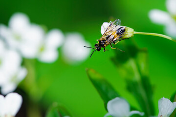 
little wasp sits on a white flower on a green background