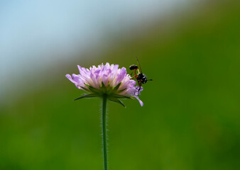 
little wasp sitting on a pink wildflower