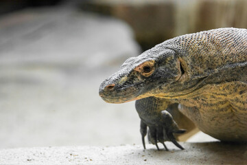 close up of a komodo lizard