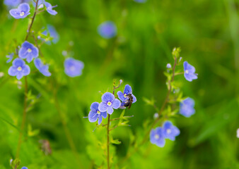 little wasp sits on a delicate blue meadow flower