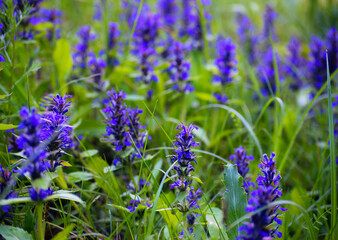 Obraz premium blue wildflowers in green grass