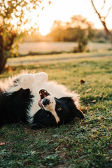 Coucher de soleil en bonne compagnie 