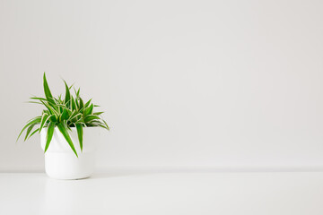 Green plant on a table and grey wall banner.