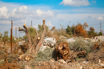 Uprooting and sabotaging olive trees
