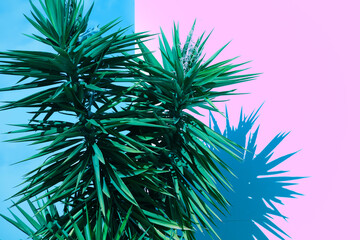 palm tree on the background of a two-color blue pink wall