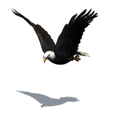 Wild animals - eagle with shadow on the floor - isolated on white background - 3D illustration