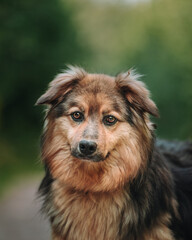 Portrait of a mongrel dog