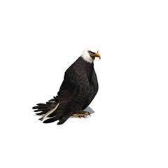 Wild animals - eagle with shadow on the floor - isolated on white background - 3D illustration