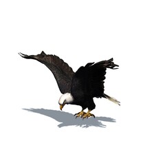 Wild animals - eagle with shadow on the floor - isolated on white background - 3D illustration