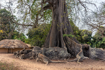 Raiz del arbol ceiba en el pequeño poblado de Mlomp, muy común en la región de Casamance, en el...