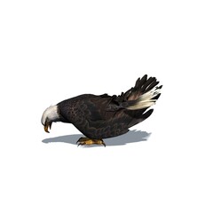 Wild animals - eagle with shadow on the floor - isolated on white background - 3D illustration