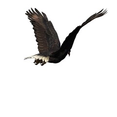 Wild animals - eagle - isolated on white background - 3D illustration