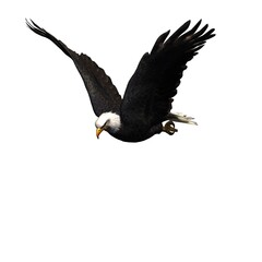 Wild animals - eagle - isolated on white background - 3D illustration