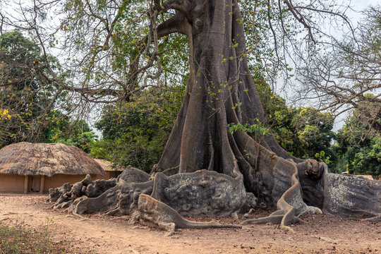 Raiz del arbol ceiba en el peque&ntilde;o poblado de Mlomp, muy com&uacute;n en la regi&oacute;n de Casamance, en el sur del Senegal