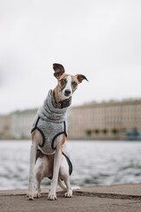 Whippet in the city