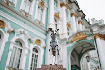 Whippet in the city
