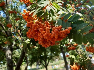 Orange rowan berry on a tree.