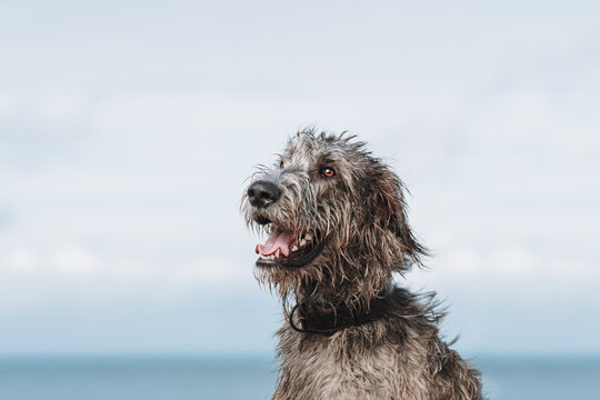 portrait of a irish woolfhound
