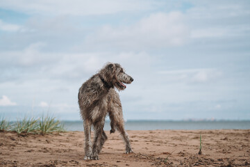 dog on the beach