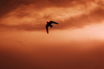 “God loved the birds and invented trees. Man loved the birds and invented cages.”

