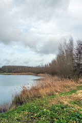 On the shore of a Dutch lake in the autumn season. The reeds have turned yellow and the sky is heavily clouded.