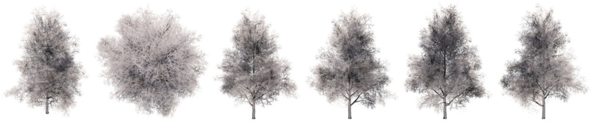 Set or collection of drawings of Ginkgo trees isolated on white background . Concept or conceptual 3d illustration for nature, ecology and conservation, strength and endurance, force and life
