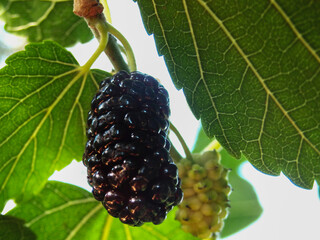 mulberry and green leafes