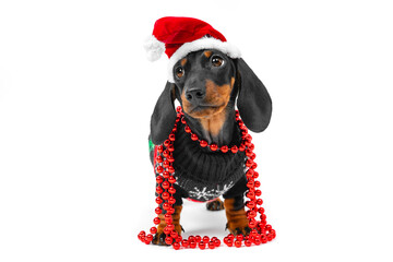 Cute little puppy dachshund wearing Santa Claus red and white hat, wrapped with christmas beads,...