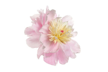 Beautiful delicate pink with yellow peony flower isolated on white background.