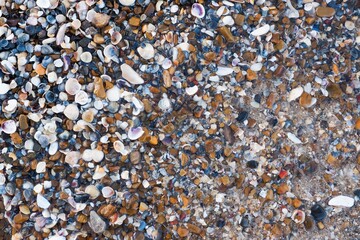 Warm Seashells and sea rock background. Top view.