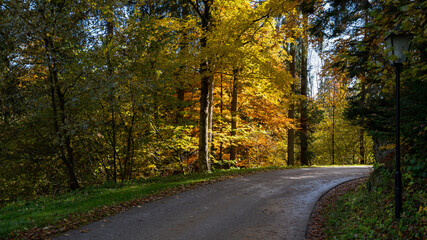 Forest in Autumn,  Austria