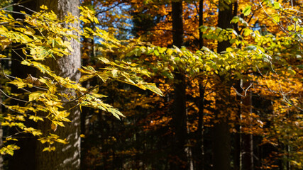 Austrian forest in Autumn