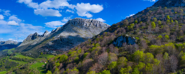 Naklejka na ściany i meble Beech forest in springtime, Sierra de Hornijo, Alto Ason, Soba Valley, Cantabria, Spain, Europe