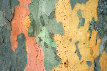 colored tree bark texture - obrazy, fototapety, plakaty