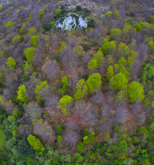 Beech forest in springtime, Sierra de Hornijo, Alto Ason, Soba Valley, Cantabria, Spain, Europe